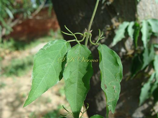 Leaves and Tendrils